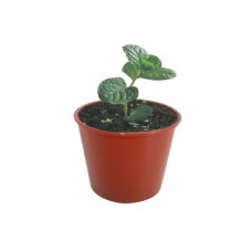 PP-50-601R PS/PP Dessert Cup